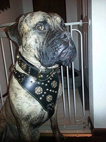 Bestia Maximus Echtleder Hundegeschirr. 100% Leder Weich gepolsterte Brustplatte Handgefertigt in Eu