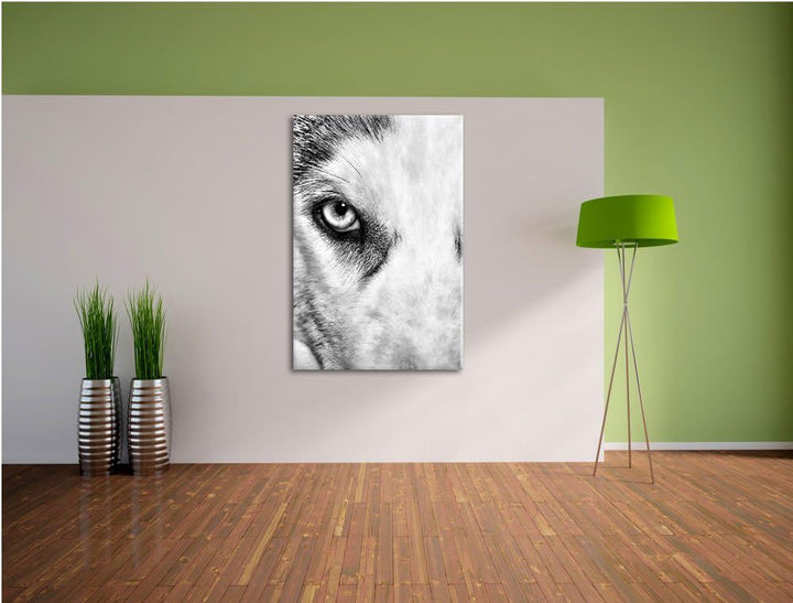 Pixxprint Husky mit Eisblauen Augen / 100x70cm Leinwandbild bespannt auf Holzrahmen/Wandbild Kunstdr