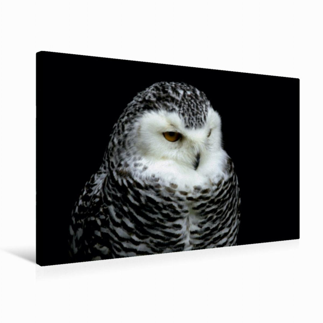Premium Textil-Leinwand 75 x 50 cm Quer-Format Greifvögel - Schneeeule | Wandbild, HD-Bild auf Keilr