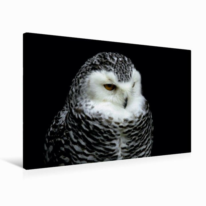Premium Textil-Leinwand 75 x 50 cm Quer-Format Greifvögel - Schneeeule | Wandbild, HD-Bild auf Keilr