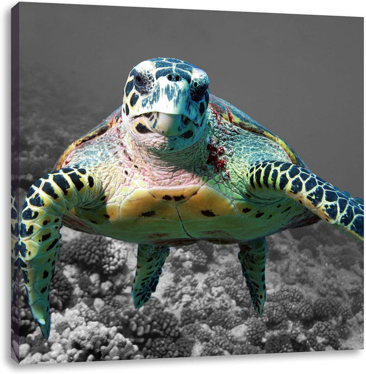Pixxprint Schildkröte Korallenriff als Leinwandbild/Grösse: 70x70 cm/Wandbild/Kunstdruck/fertig besp