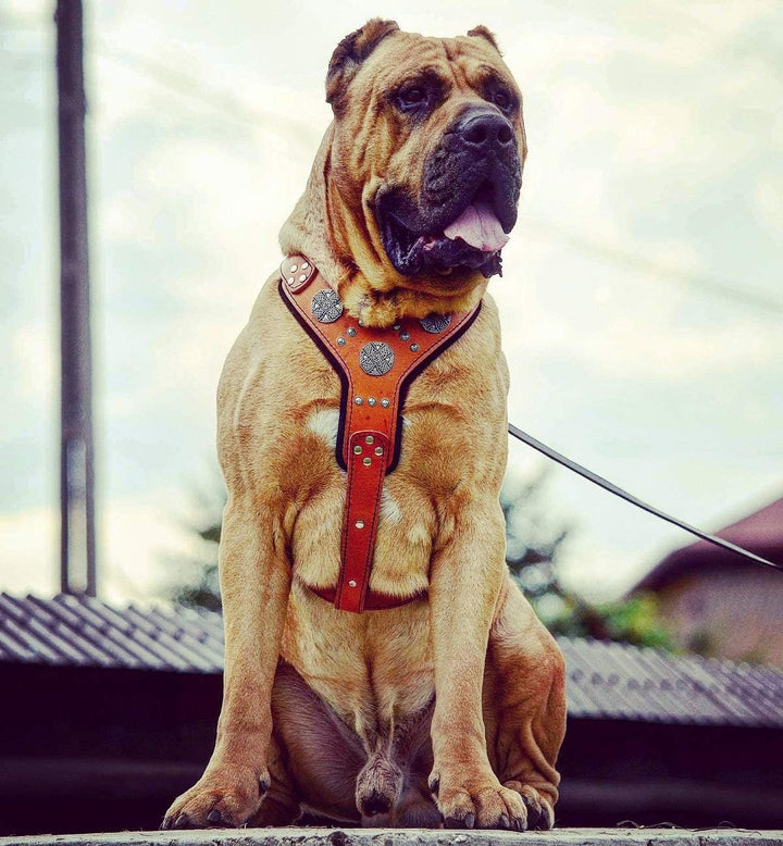 Bestia |Maximus| Leder Brustgeschirr für grosse Hunde. Bis 145 cm Brustumfang. 100% Leder. Handgefer