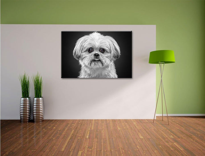 Pixxprint lustiger Kleiner Hund als Leinwandbild/Grösse: 100x70 cm/Wandbild/Kunstdruck/fertig bespan