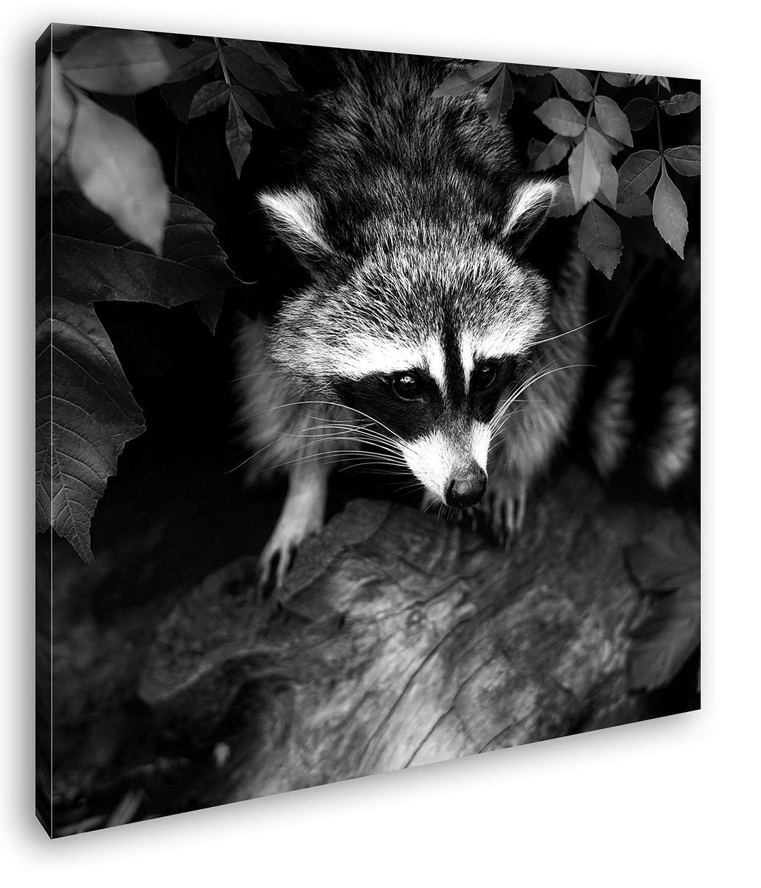 deyoli Kleiner süsser Waschbär Format: 60x60 Effekt: Schwarz&Weiss als Leinwandbild, Motiv fertig ge