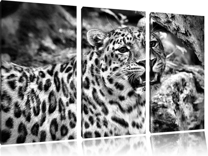 Pixxprint prachtvoller Leopard als Leinwandbild/Grösse: 3 Teilig (120x80) cm/Wandbild/Kunstdruck/fer