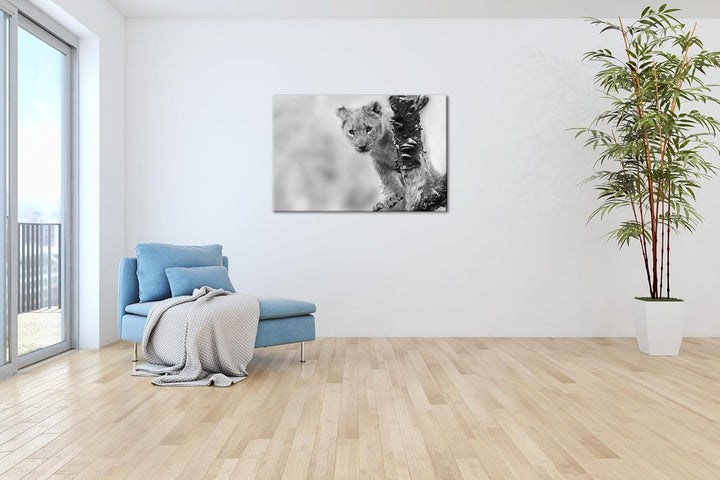 niedliches Löwenbaby in der Natur Effekt: Schwarz/Weiss im Format: 80x60 als Leinwandbild, Motiv fer