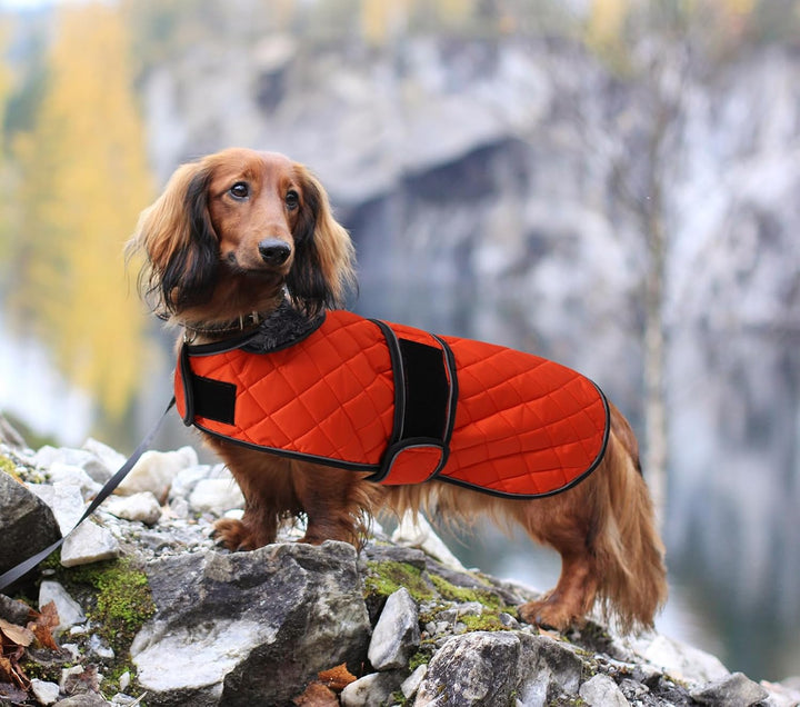 MOREZI Hundemantel Winter für Dackel - Wasserdichter Hunde Pullover mit Wolle Futter & Verstellbaren