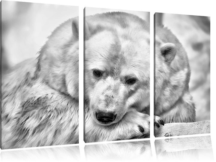 Pixxprint Nachdenklicher Eisbär als Leinwandbild/Grösse: 3 Teilig (120x80) cm/Wandbild/Kunstdruck/fe