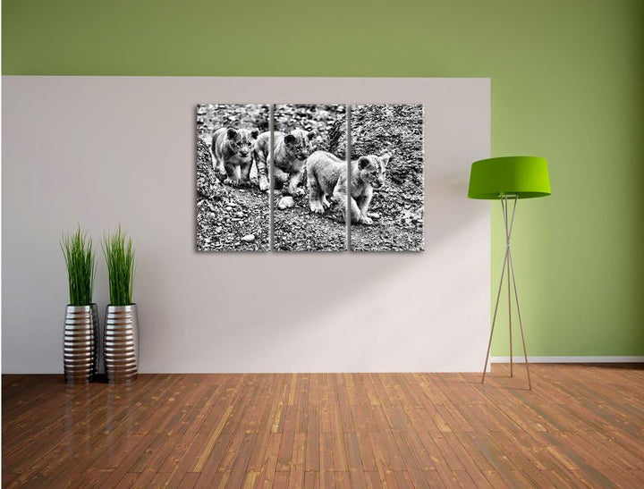 Pixxprint niedliche Löwenjungtiere als Leinwandbild/Grösse: 3 Teilig (120x80) cm/Wandbild/Kunstdruck