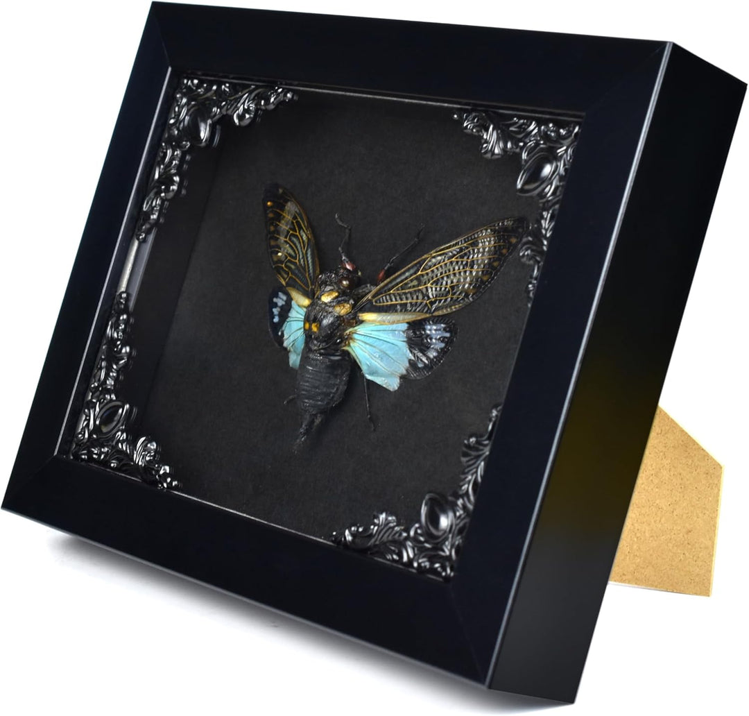 Zikade Blaue Flügel Insekt in Gothic Shadow Box Frame |Gothic Taxidermy | Hexe &amp; Zauberer Dekoration