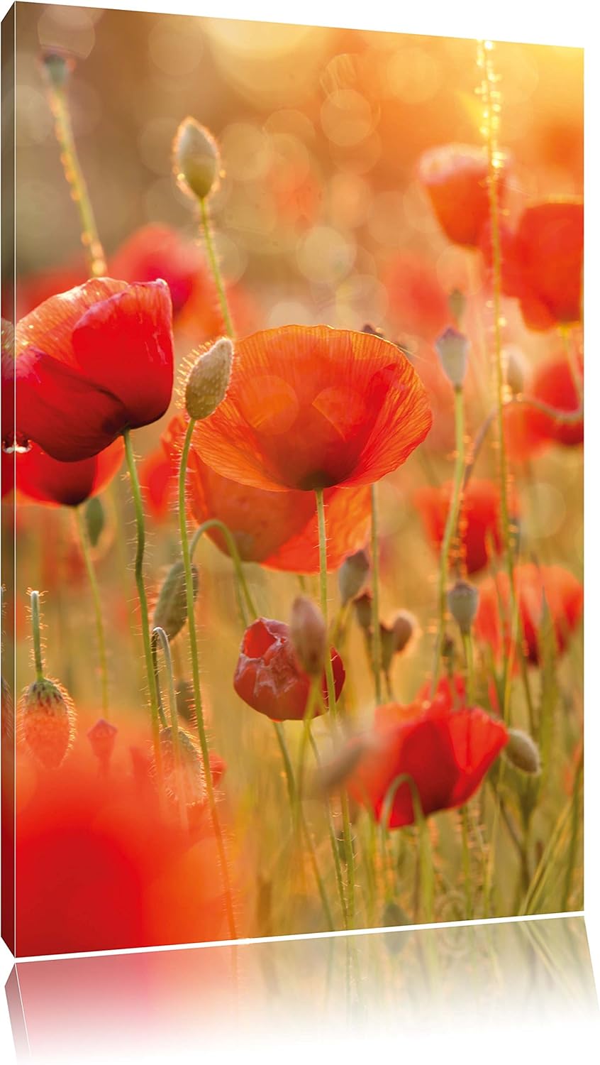 Pixxprint Mohnwiese, Format: 100x70 auf Leinwand, XXL riesige Bilder fertig gerahmt mit Keilrahmen,