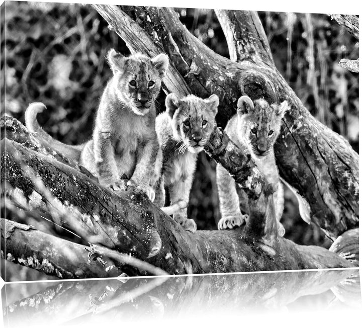 Pixxprint süsse Löwenjunge auf Baum / 100x70cm Leinwandbild bespannt auf Holzrahmen/Wandbild Kunstdr