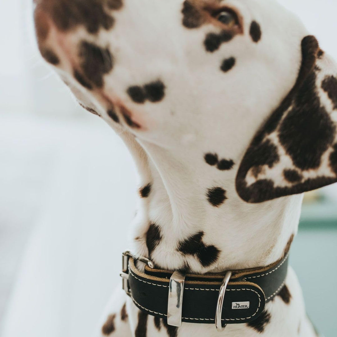 HUNTER AALBORG SPECIAL Hundehalsband, Leder, strapazierfähig, komfortabel, 60 (M-L), schwarz schwarz