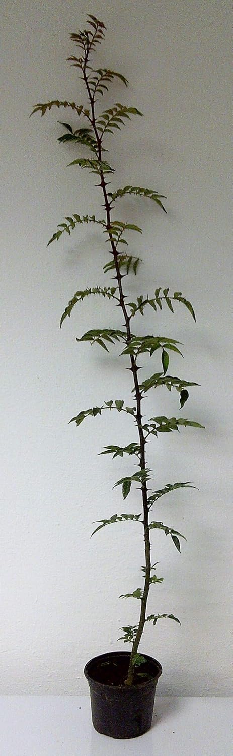 Szechuanpfeffer Zanthoxylum schinifolium Pflanze 15-20cm Japanischer Pfeffer