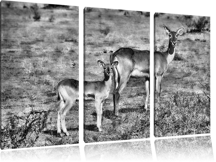Pixxprint Indische Gazelle mit Jungtier als Leinwandbild/Grösse: 3 Teilig (120x80 cm) cm/Wandbild/Ku