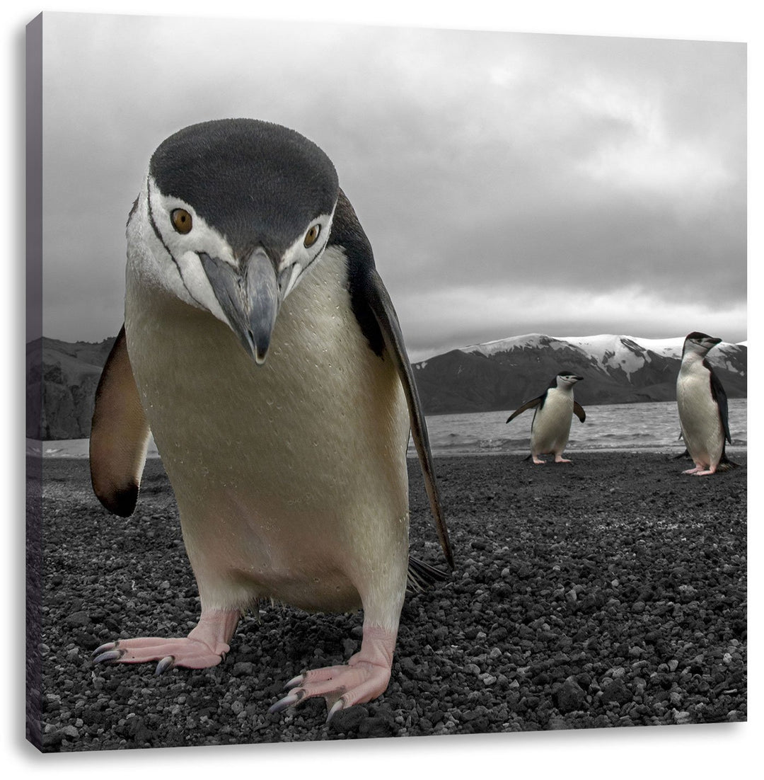 Lustige Pinguine als Leinwandbild Quadratisch/Grösse: 70x70 / Wandbild/Kunstdruck/fertig bespannt, 7