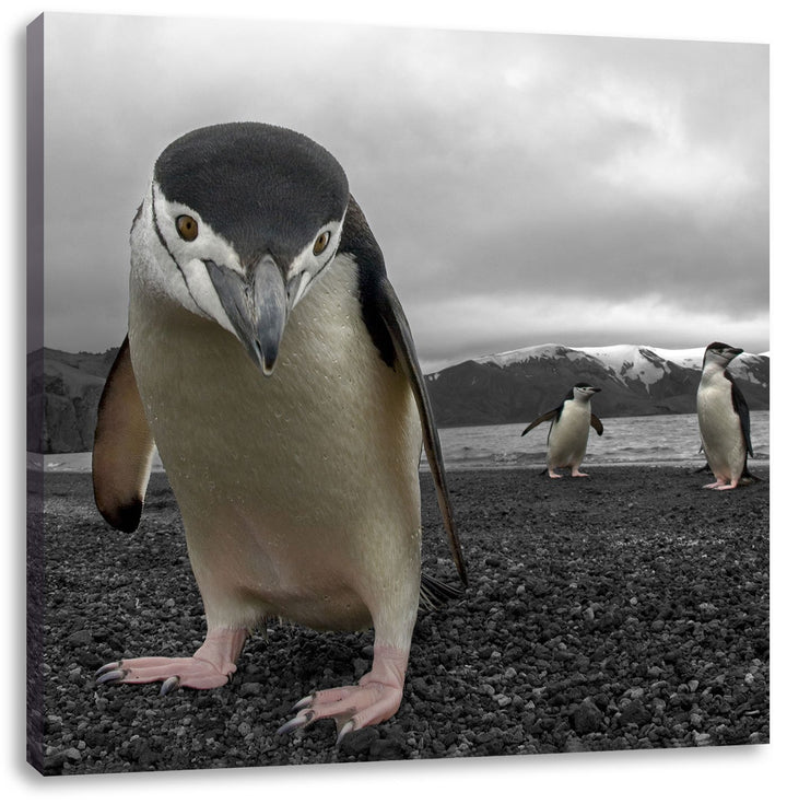 Lustige Pinguine als Leinwandbild Quadratisch/Grösse: 70x70 / Wandbild/Kunstdruck/fertig bespannt, 7