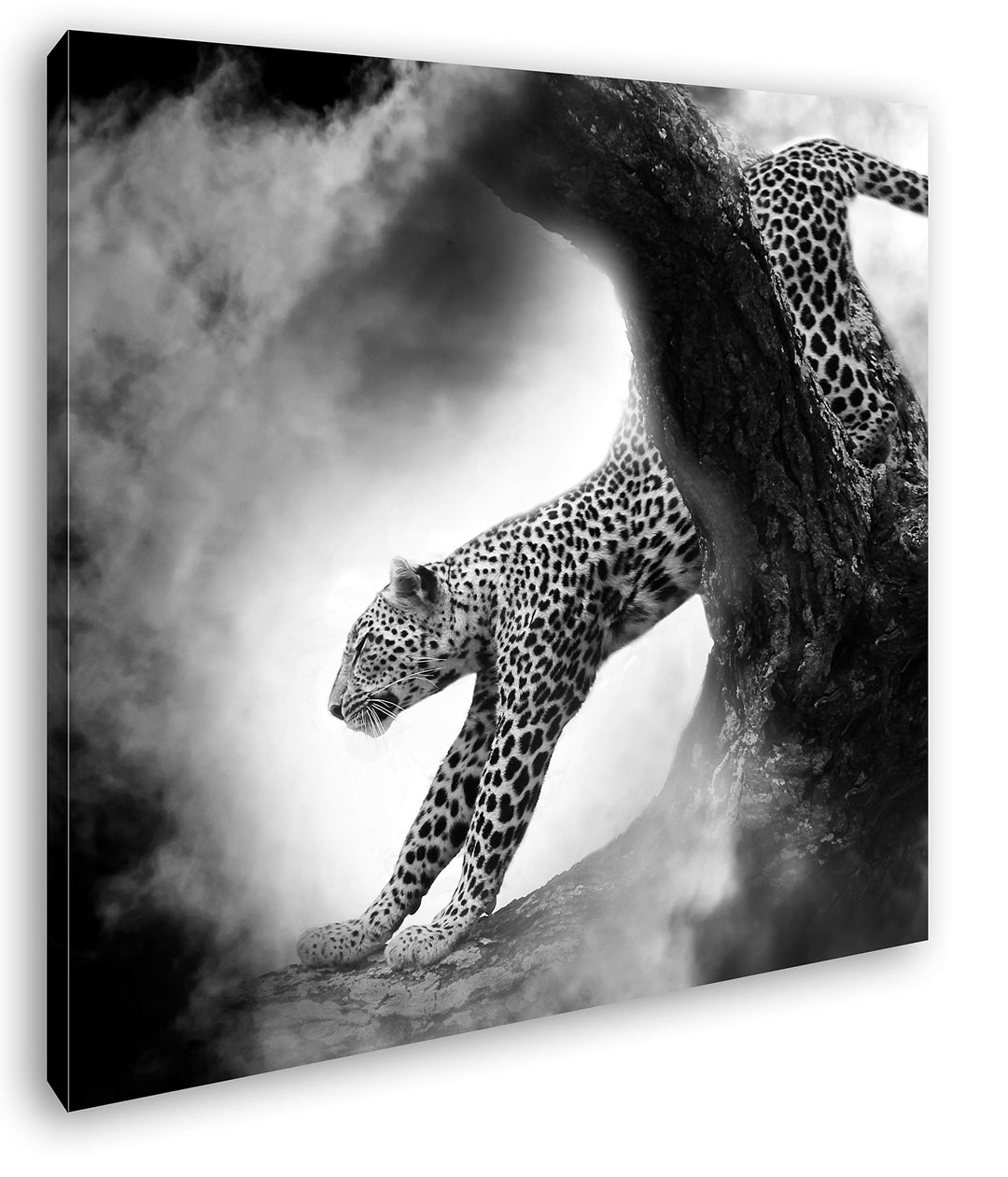 deyoli exotischer Gepard im Mondschein im Format: 60x60 Effekt: Schwarz&Weiss als Leinwandbild, Moti