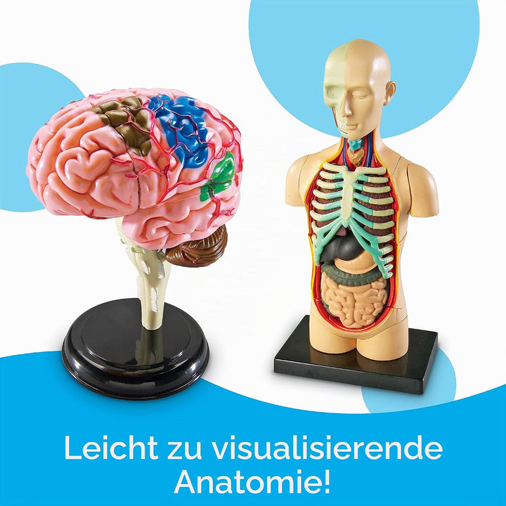 Learning Resources Anatomiemodell-Set
