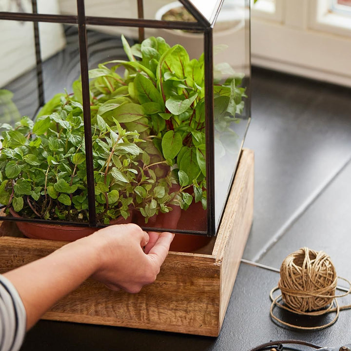 Modernes Gewächshaus als Deko, für Anzucht &amp; für Kräuter | Aus Glas, recyceltem Holz und Metall | Zi