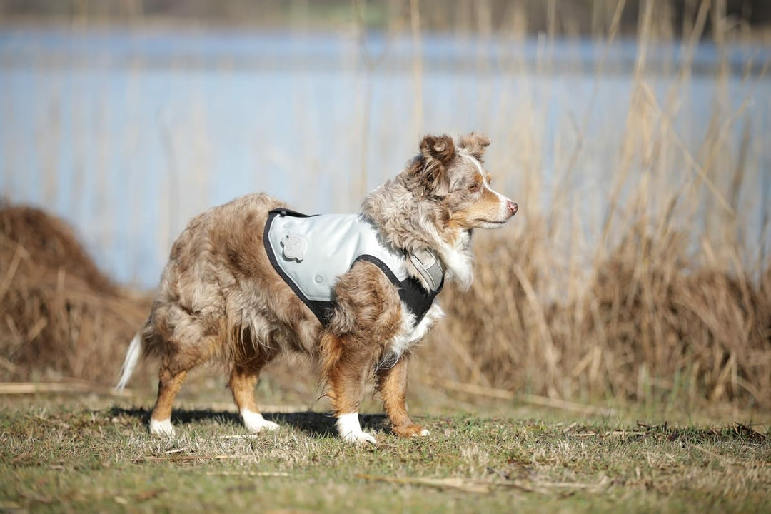 cani.cool Kühlweste Hunde, Grösse M, silber, M