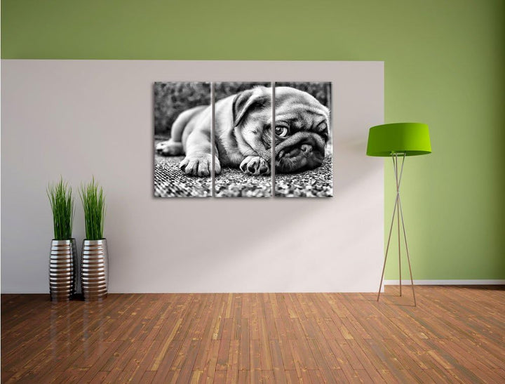 Pixxprint Süsser Mops auf Teppich als Leinwandbild/Grösse: 3 Teilig (120x80 cm) cm/Wandbild/Kunstdru