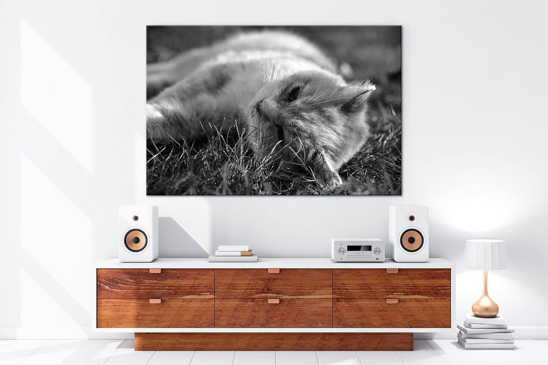 deyoli kleine Katze beim Entspannen Format: 80x60 als Leinwand, Effekt: Schwarz&Weiss, Motiv fertig