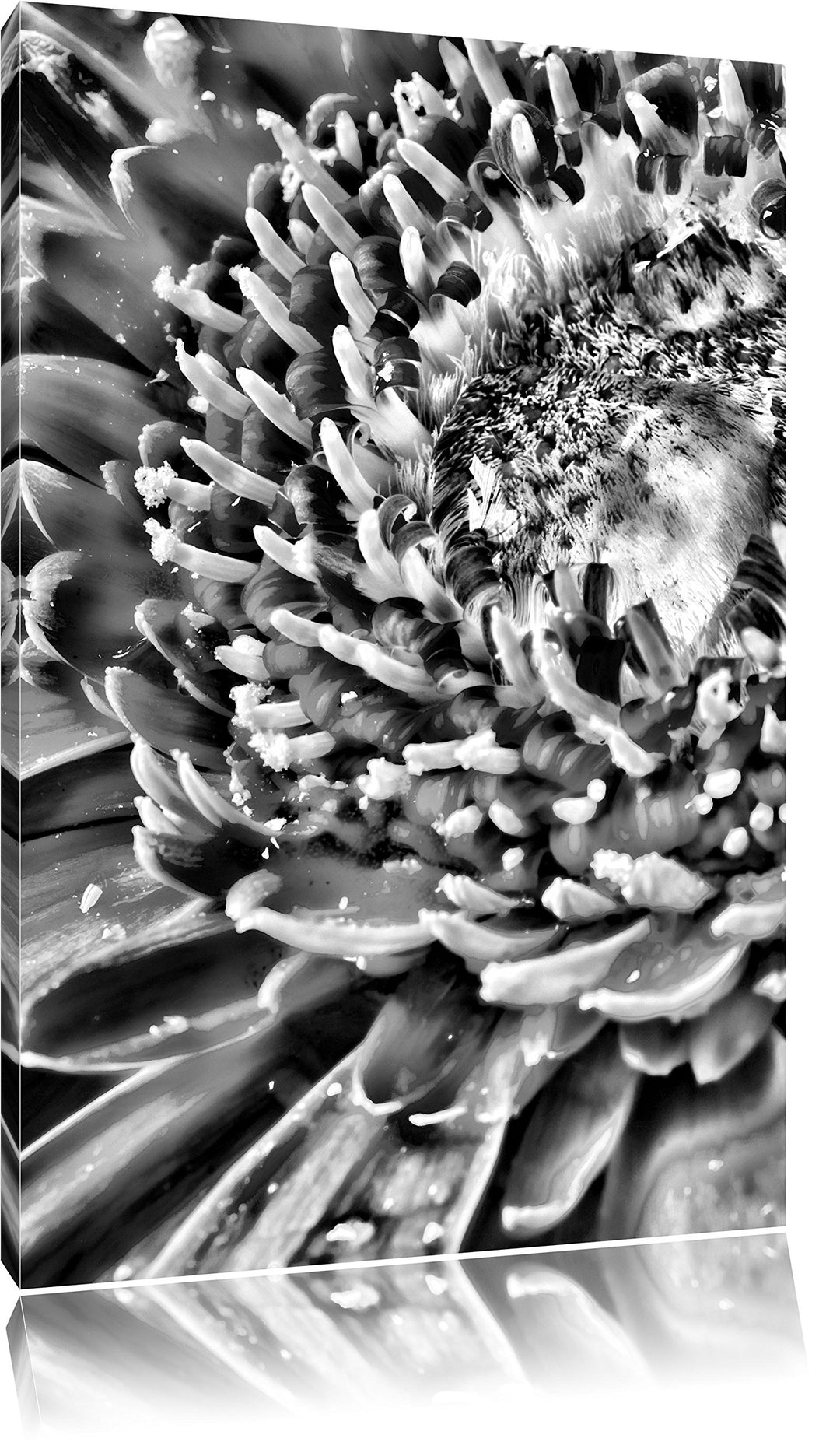 Pixxprint Monocrome, red Flower Gerbera Sunshine Gras Blumen, Format: 100x70 auf Leinwand, XXL riesi