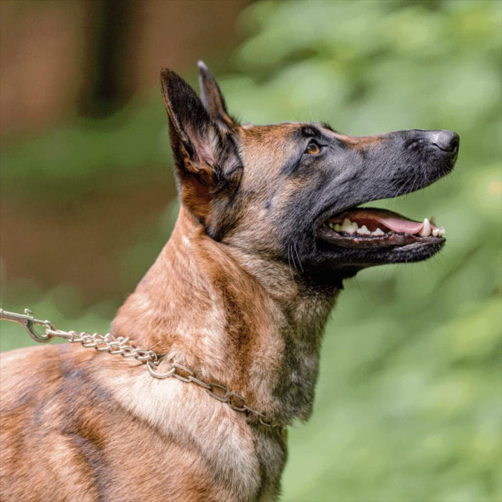 Sprenger Hundehalskette mit Durchzugskette 3mm I Edelstahl rostfreie Hundehalsband für kurz- und lan