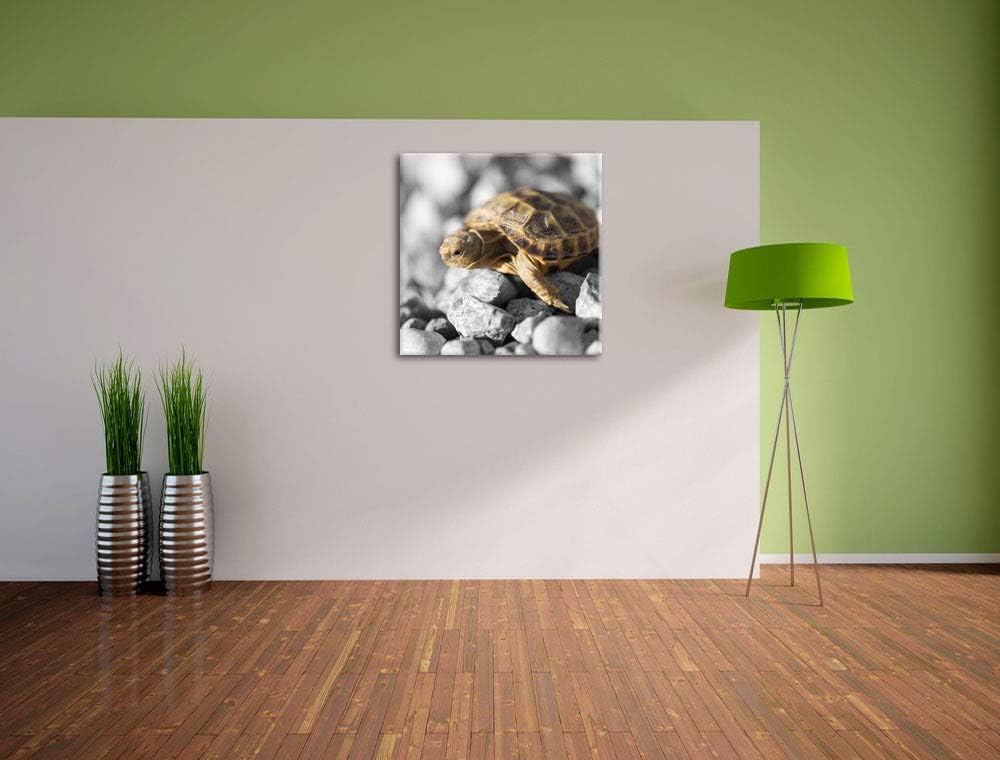 Pixxprint süsse Schildkröte auf Steinen schwarz/weiss, Format: 70x70 auf Leinwand, 70x70