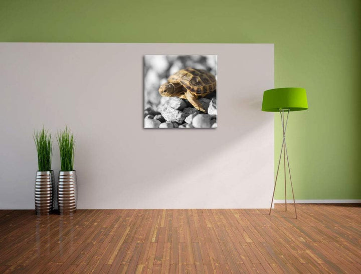 Pixxprint süsse Schildkröte auf Steinen schwarz/weiss, Format: 70x70 auf Leinwand, 70x70