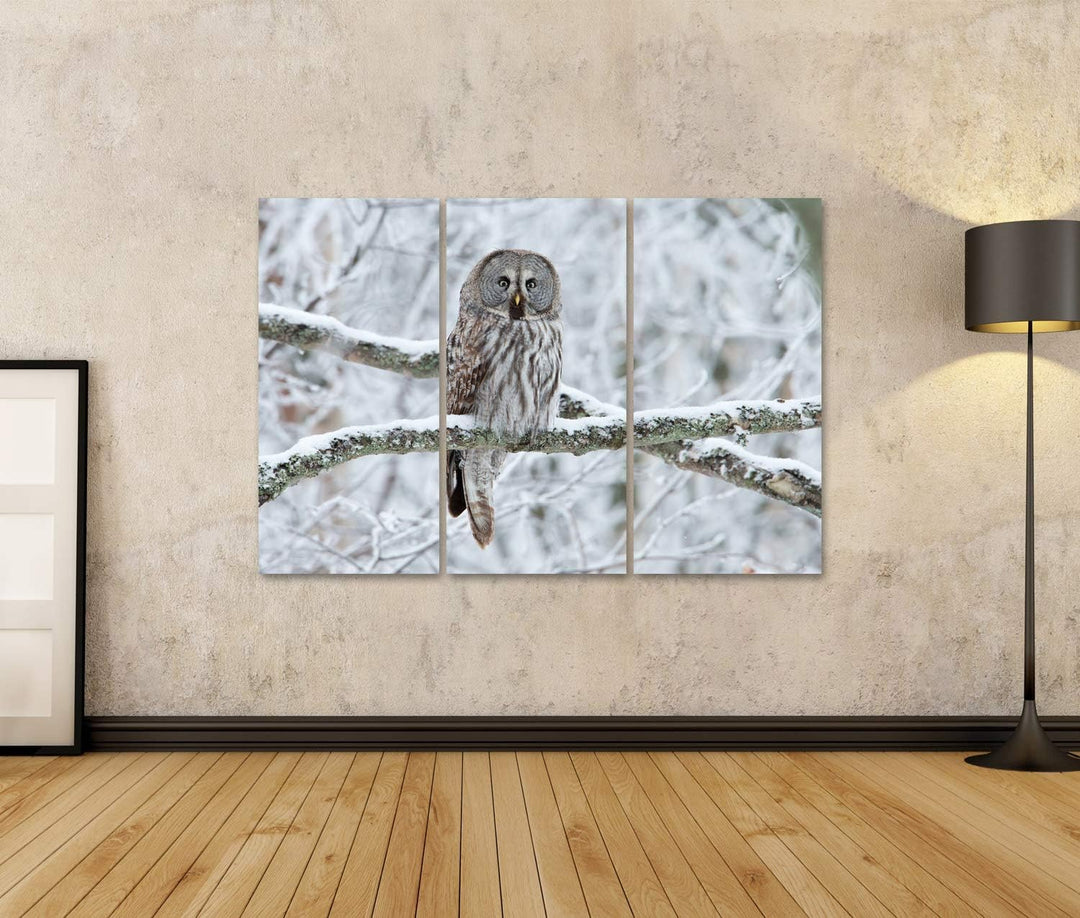 islandburner Bild auf Leinwand Steinkauz Strix Nebulosa Auf Einem Baum Sitzend Bilder Wandbilder Pos