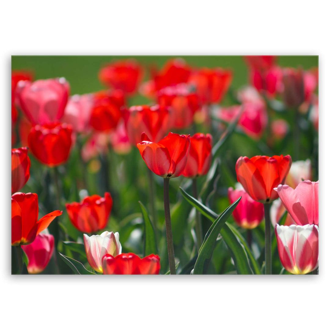 ge Bildet Bild auf Leinwand | Tulpen in 70x50 cm als Wandbild | Wand-deko Dekoration Wohnung modern