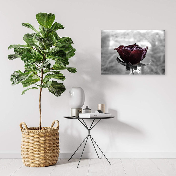 Feeby Dekobild Natur Deko Wand Kunstdruck Rose Rot 70x50 cm M14553 70x50 cm, M14553 70x50 cm