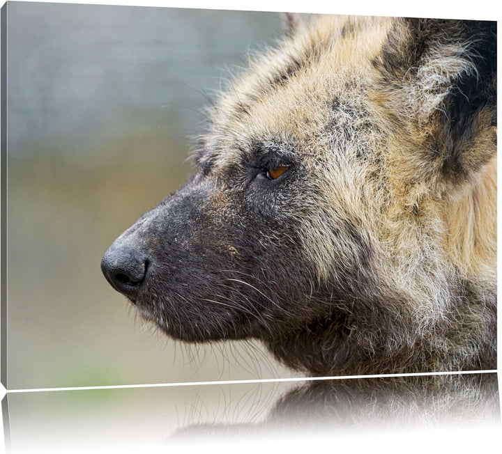 Pixxprint Hyäne im Seitenprofil auf Leinwand, XXL riesige Bilder fertig gerahmt mit Keilrahmen, Kuns