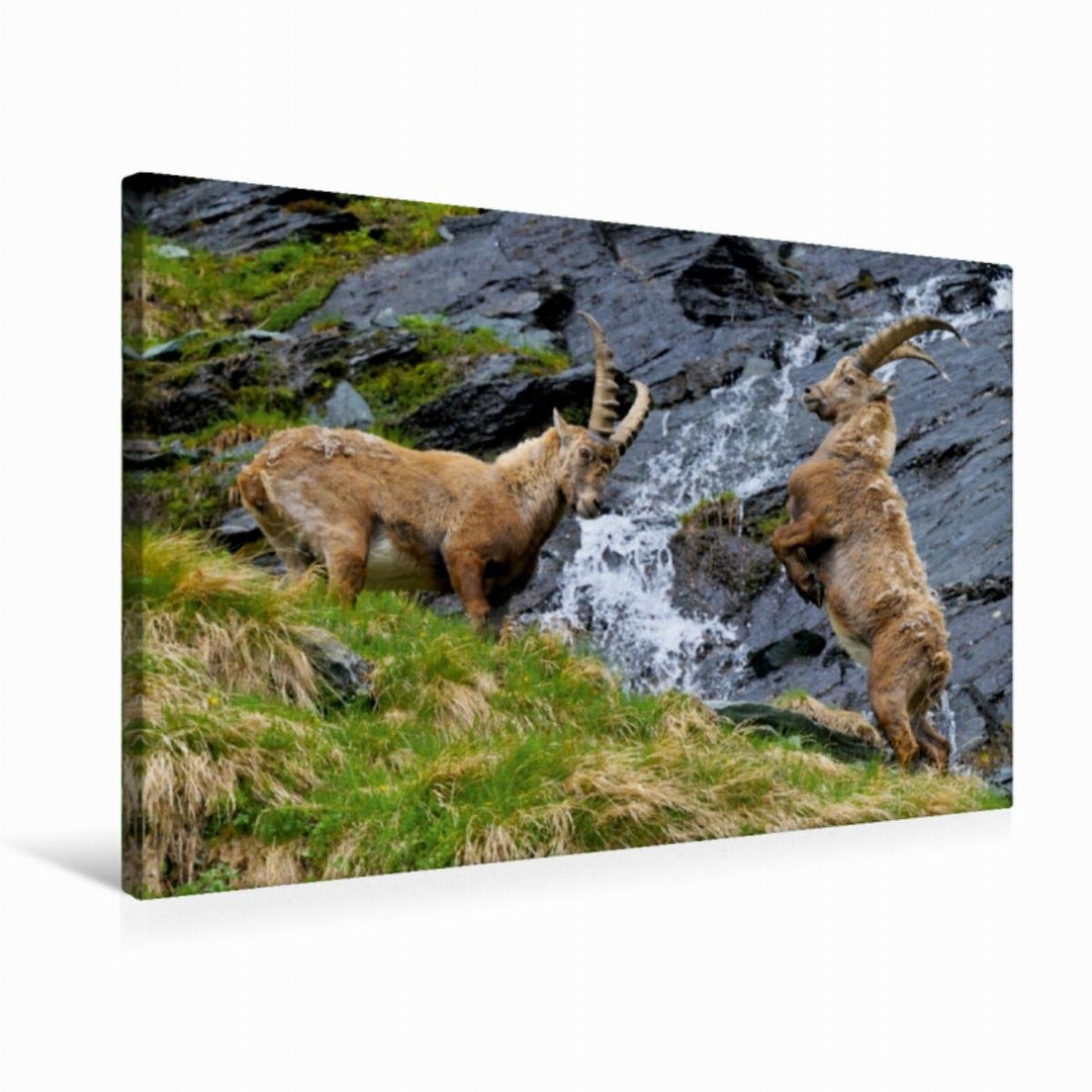 Premium Textil-Leinwand 75 x 50 cm Quer-Format Steinböcke | Wandbild, HD-Bild auf Keilrahmen, Fertig