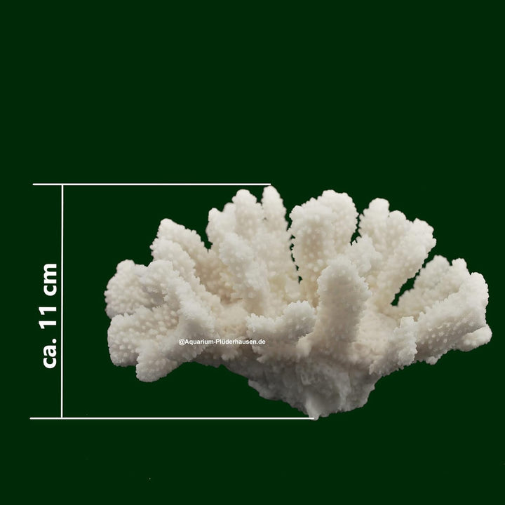 Steinkoralle, 21x15x11 cm, SPS, Aquarium Korallen, Blumenkohl Nachbildung Weiss