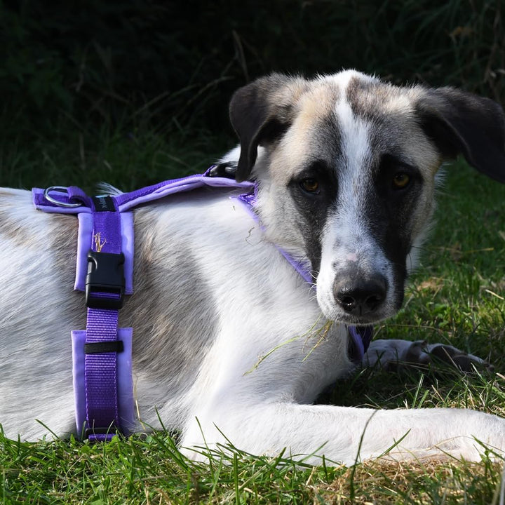 Anny-X Brustgeschirr Open Fun | Hundegeschirr für Sensible Hunde | Farbe Lavendel | Gr. XS (Brustumf