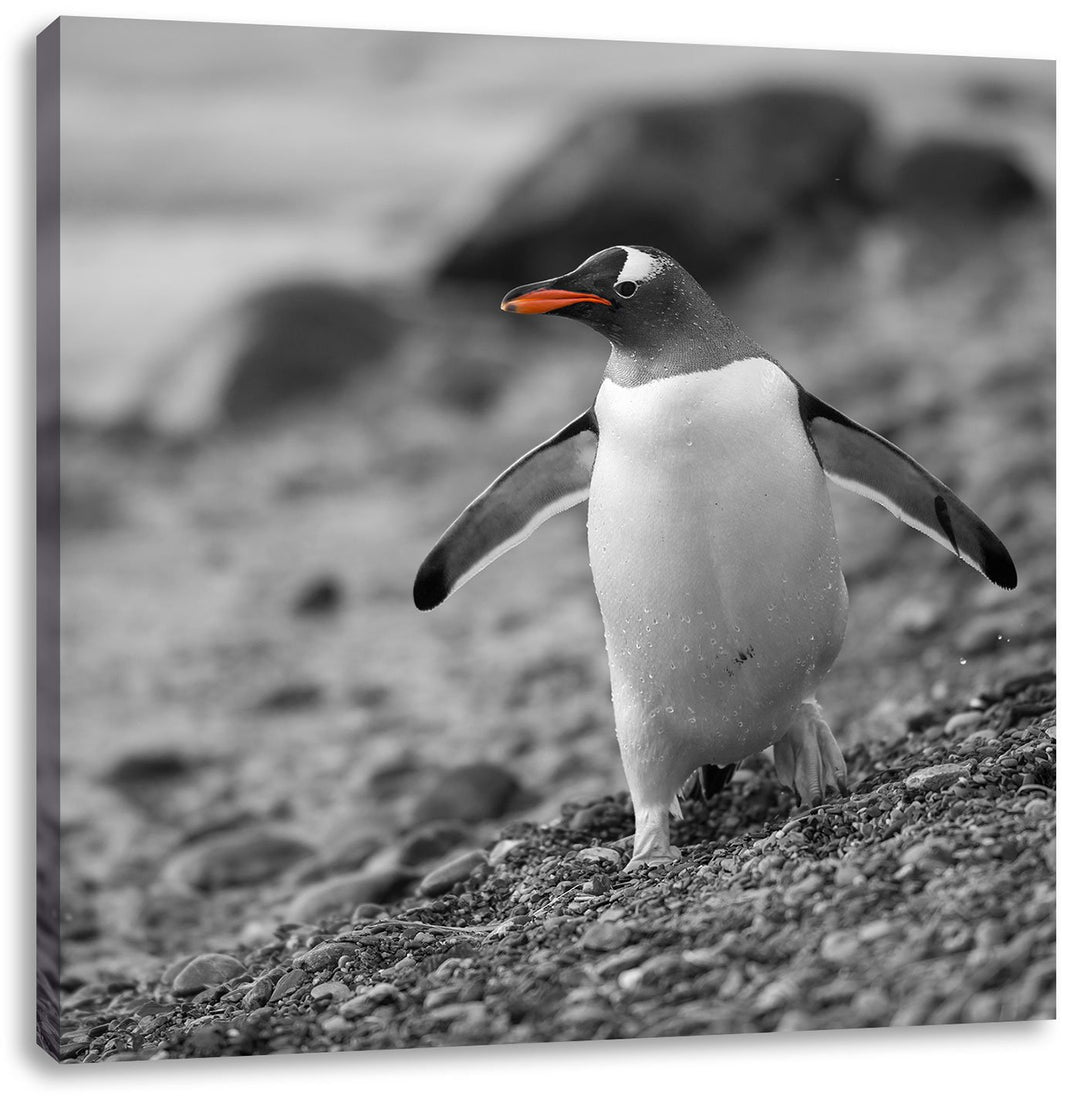süsser Pinguin am Steinstrand schwarz/weiss, Format: 70x70 auf Leinwand, 70x70