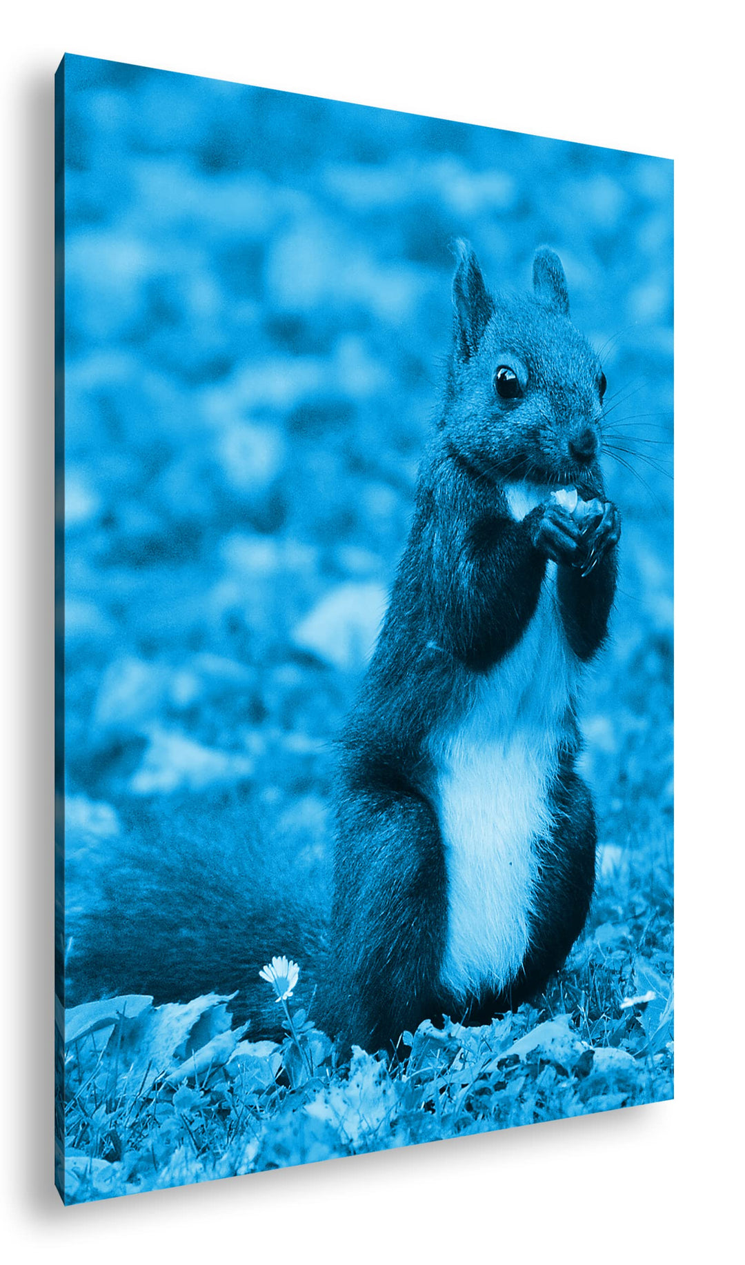 deyoli Zucker süsses Eichhörnchen beim essen Format 80x60 Effekt: Monocrome Blau als Leinwandbild, M