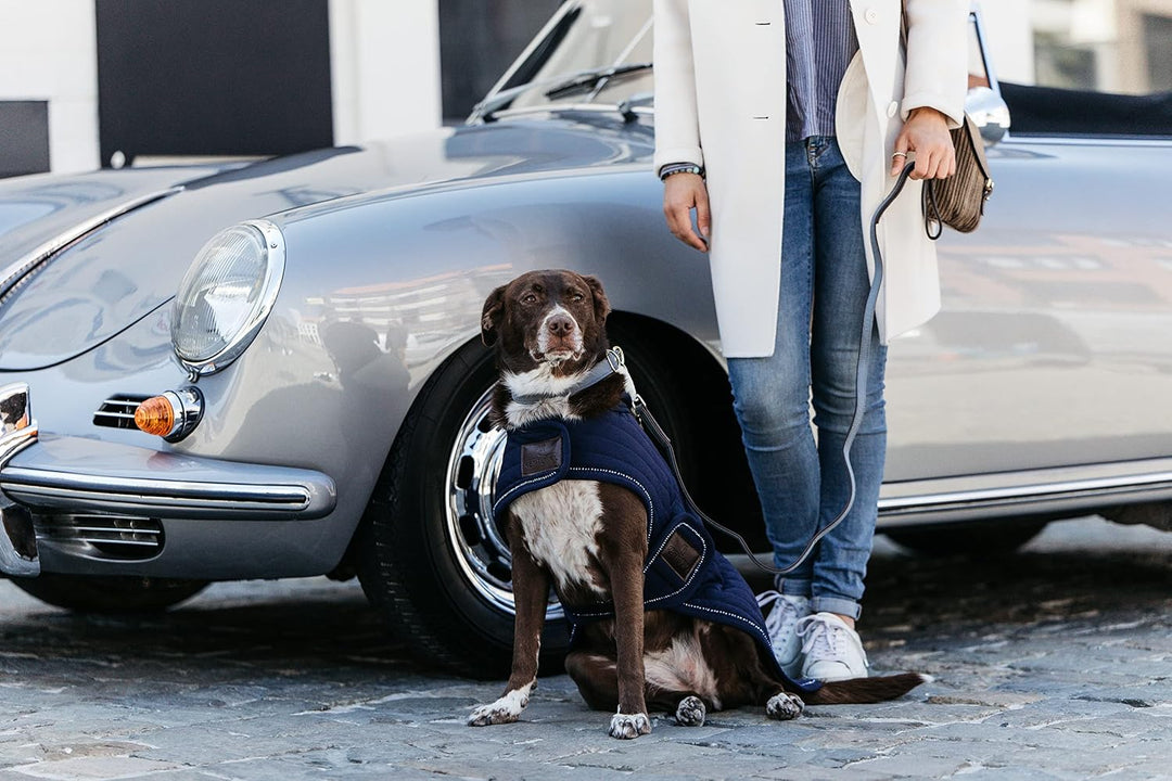 Kentucky Dogwear Loop Hundehalsband, Grösse:S, Farbe:grau S Grau, S Grau