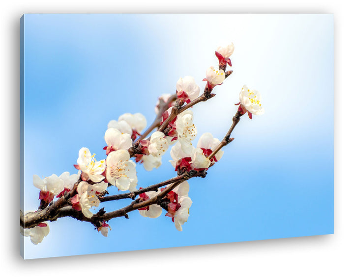 deyoli Aprikosen Zweig Format: 80x60 als Leinwandbild, Motiv fertig gerahmt auf Echtholzrahmen, Hoch