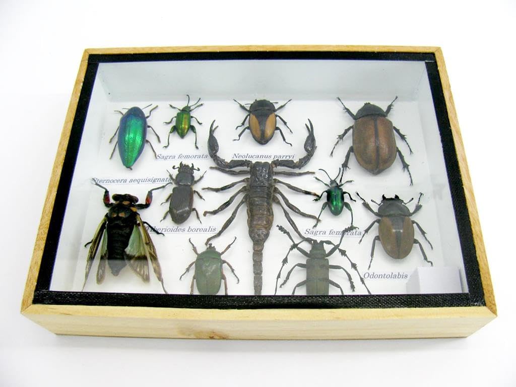 Echte exotische riesige Käfer, Insekten und Krabbler im 3D Schaukasten aus Holz - Insekten - Taxider