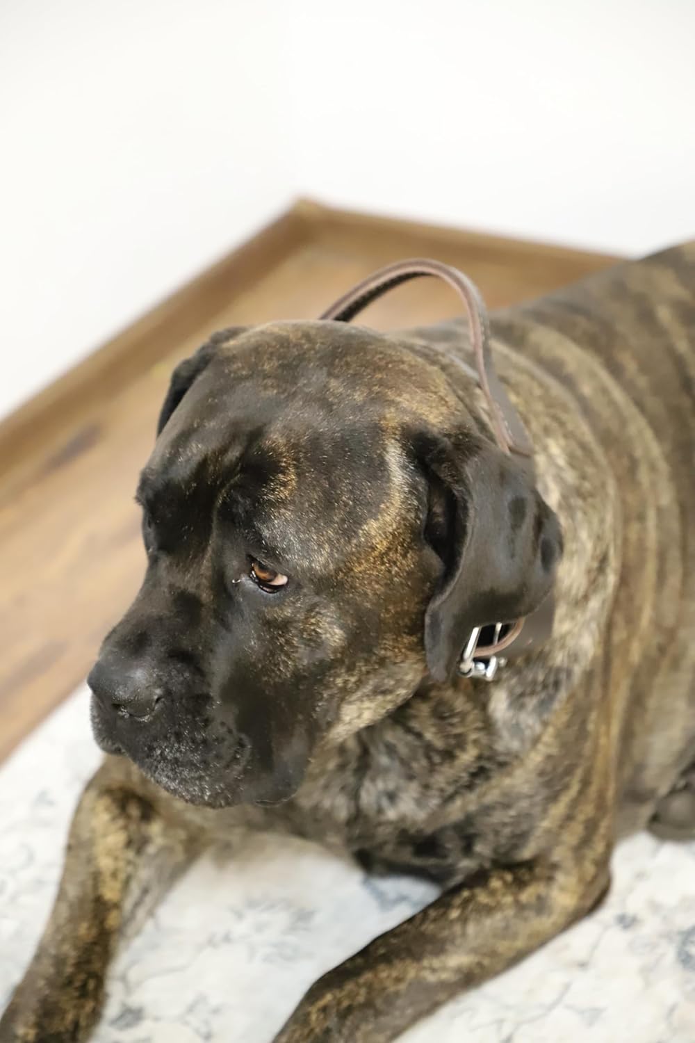 Dingo Braun Halsband aus Weichem Leder mit Griff Speziell für Schäfer Rasse Hund 13107 5,0 x 75 cm (