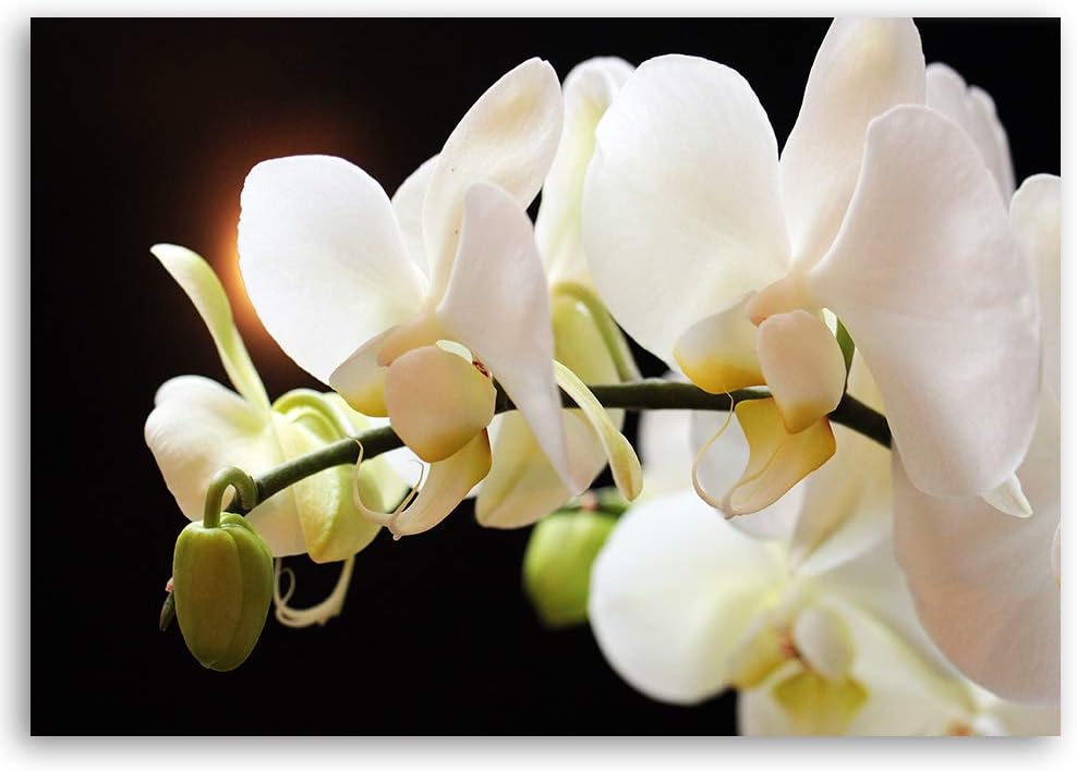 Feeby Wandbild Blumen Druckbild Leinwandbild für Schlafzimmer Weiss 100x70 cm Leinwandbild 100x70 cm