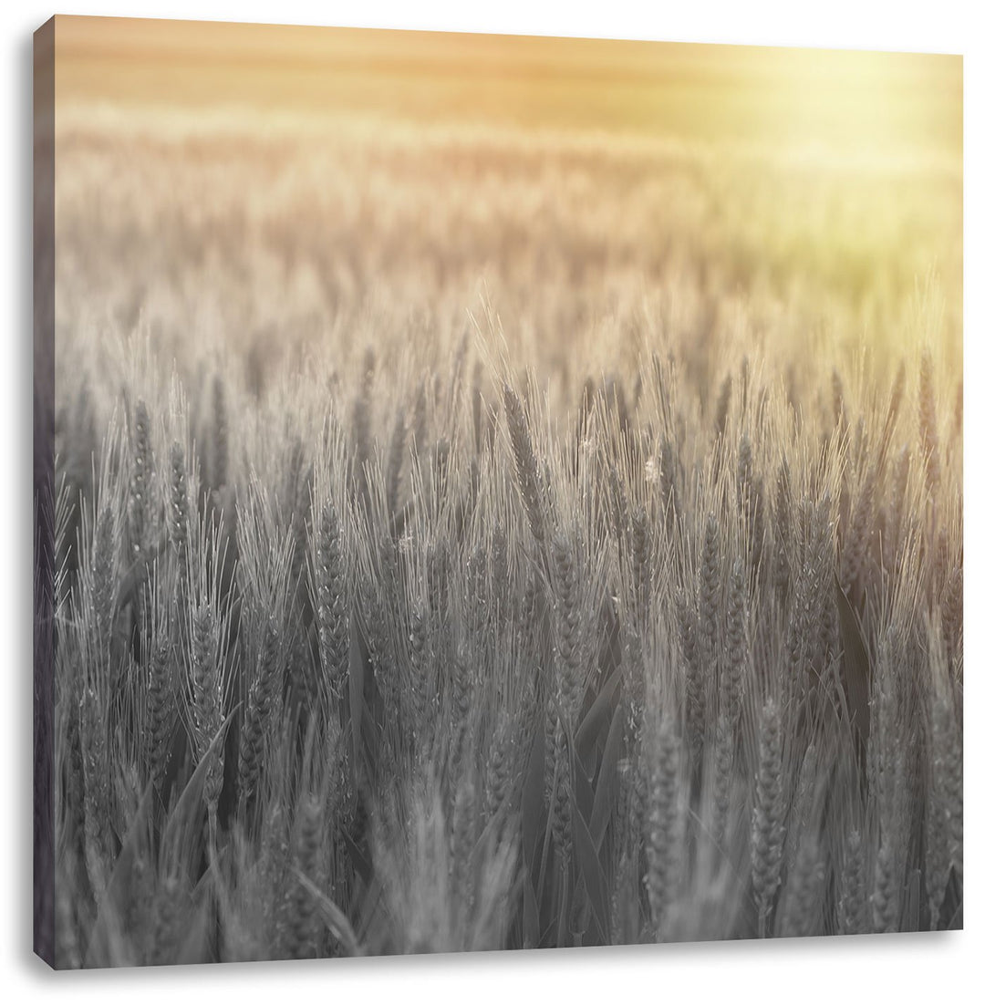 Pixxprint Romantisches Getreidefeld bei Sonnenuntergang schwarz/weiss, Format: 70x70 auf Leinwand, 7