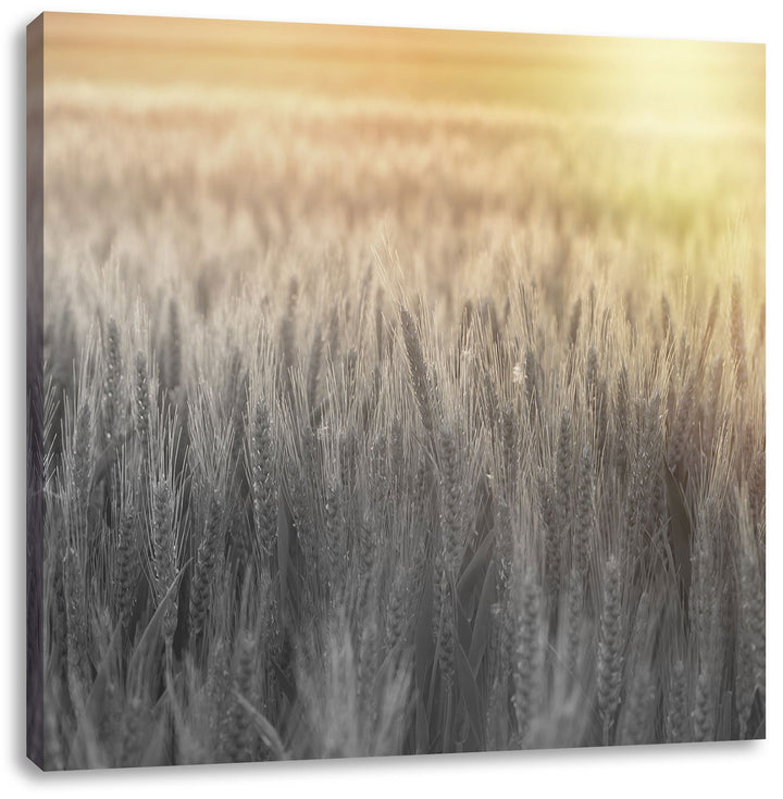 Pixxprint Romantisches Getreidefeld bei Sonnenuntergang schwarz/weiss, Format: 70x70 auf Leinwand, 7