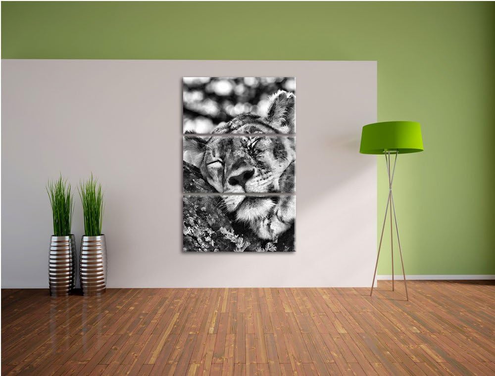 Pixxprint müde Löwin ruht auf Baum als Leinwandbild/Grösse: 3 Teilig (120x80) cm/Wandbild/Kunstdruck