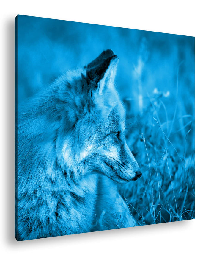 deyoli Kleiner Fuchs im Getreidefeld Format: 70x70 Effekt: Monocrome Blau als Leinwandbild, Motiv fe