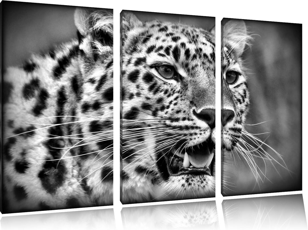 Pixxprint ausgewachsener Leopard als Leinwandbild/Grösse: 3 Teilig (120x80) cm/Wandbild/Kunstdruck/f